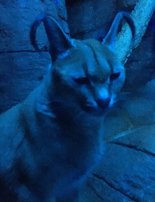 Caracal- Night Hunters