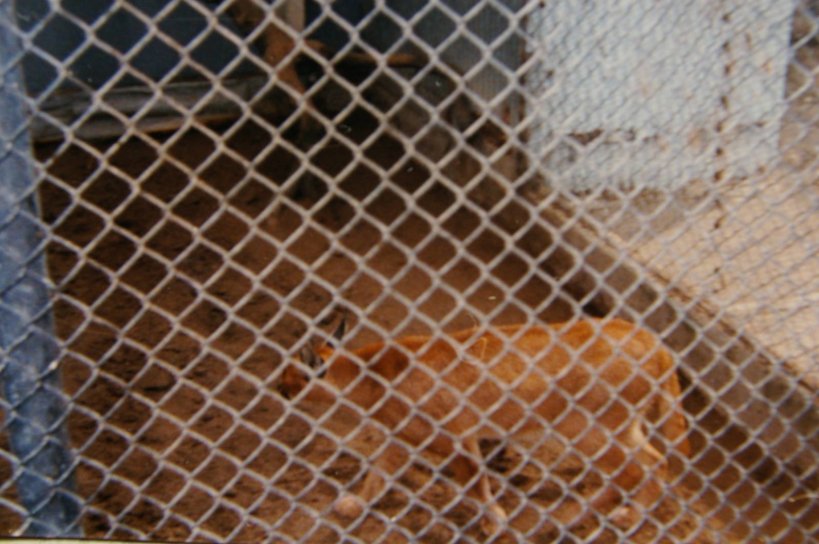 caracal, North Brighton Zoo, Christchurch