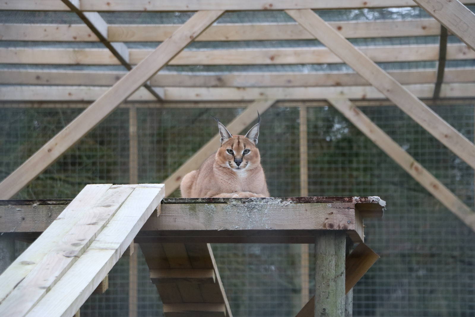 Caracal, November 2015