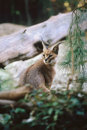 caracal (oddly located in Polar Bear Plunge), San Diego