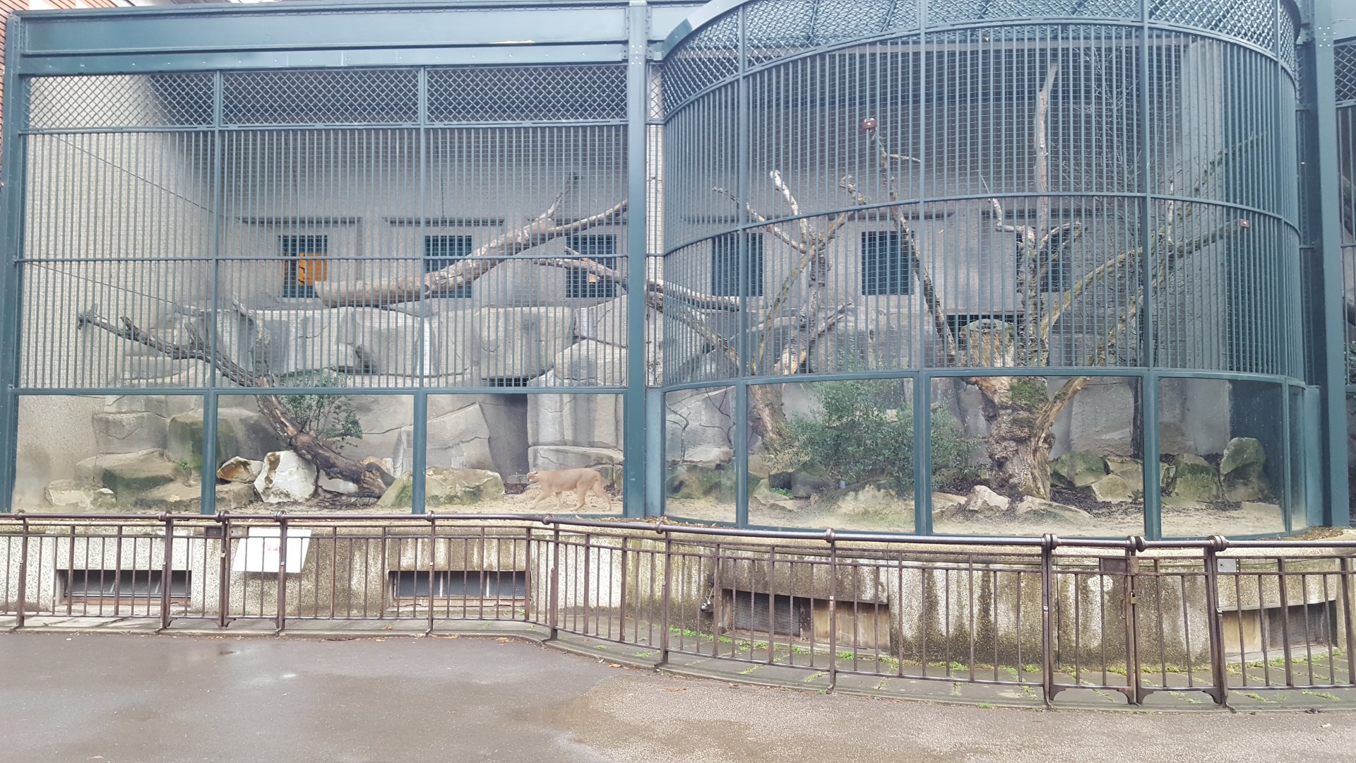 caracal outdoor enclosure