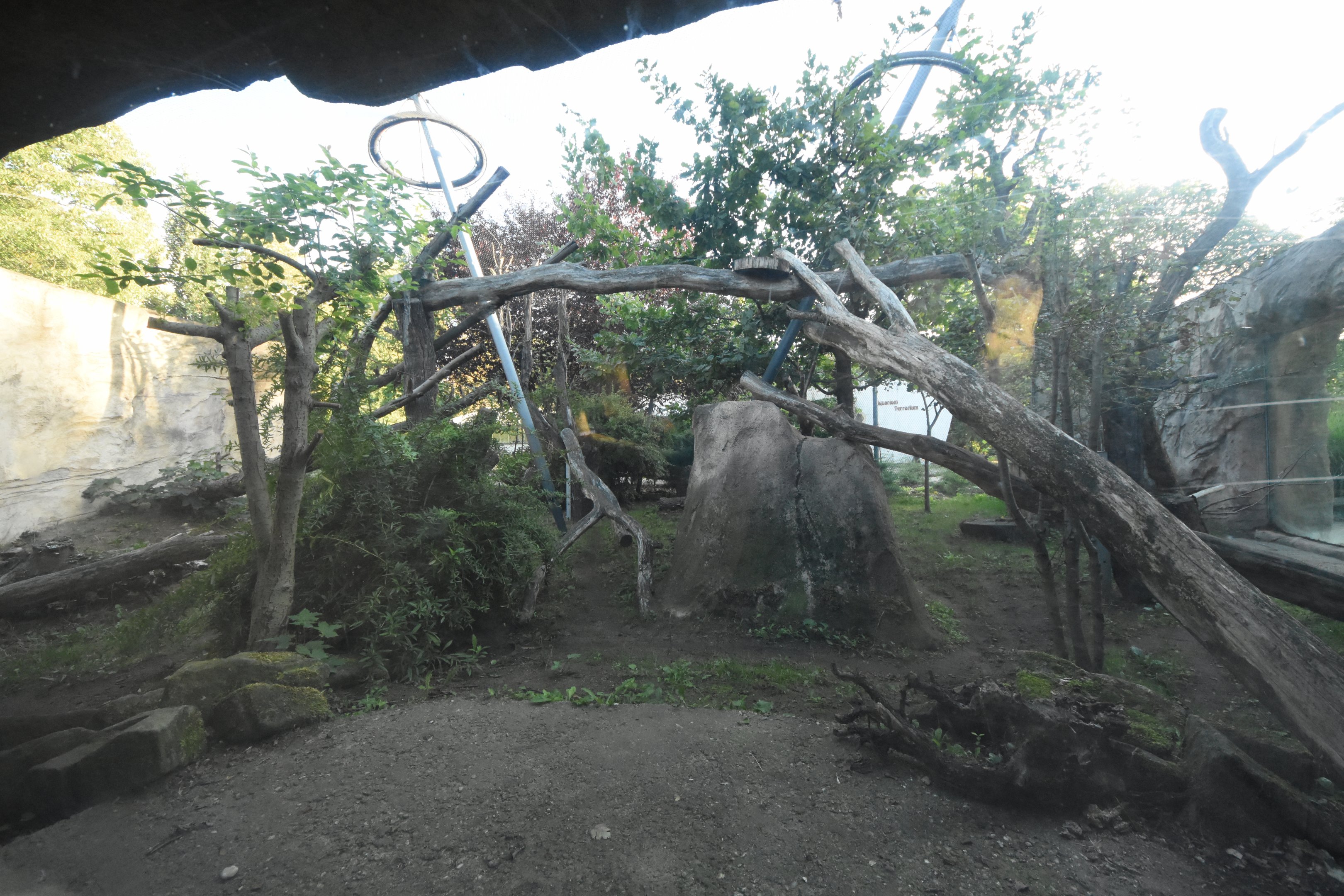 Caracal outdoor enclosure