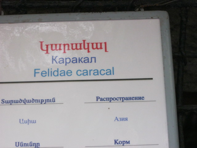 caracal panel( Armenia ) Yerevan zoo