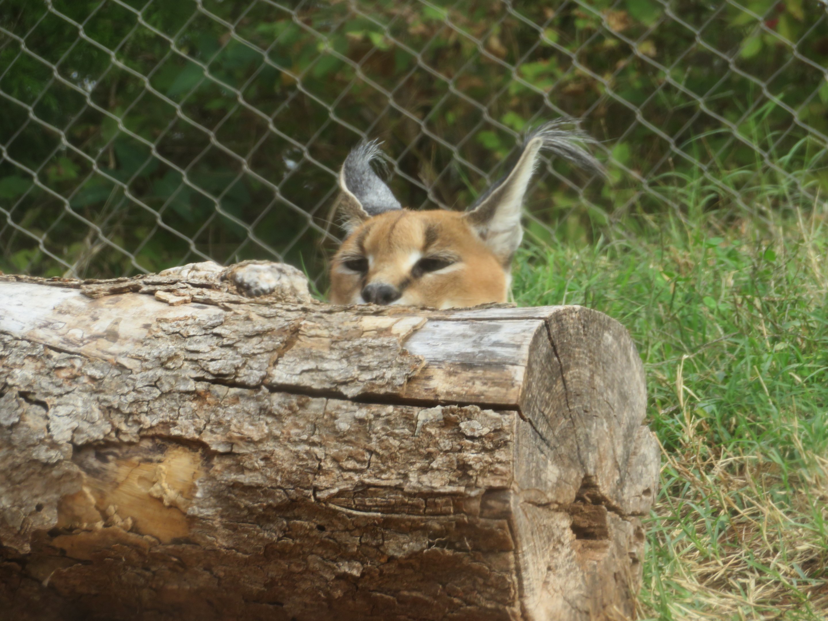 Caracal Peek-a-Boo