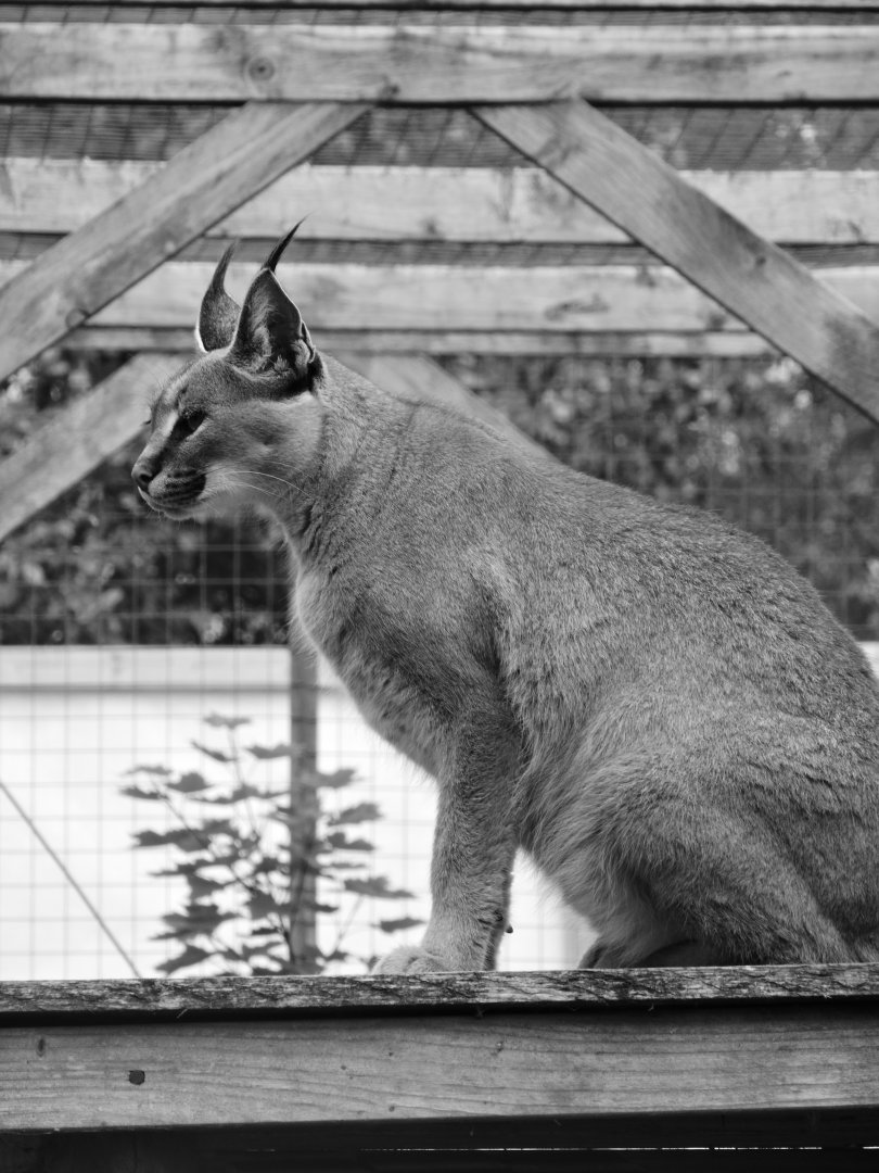 caracal portrait