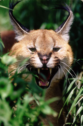 caracal, Project Survival Cat Haven
