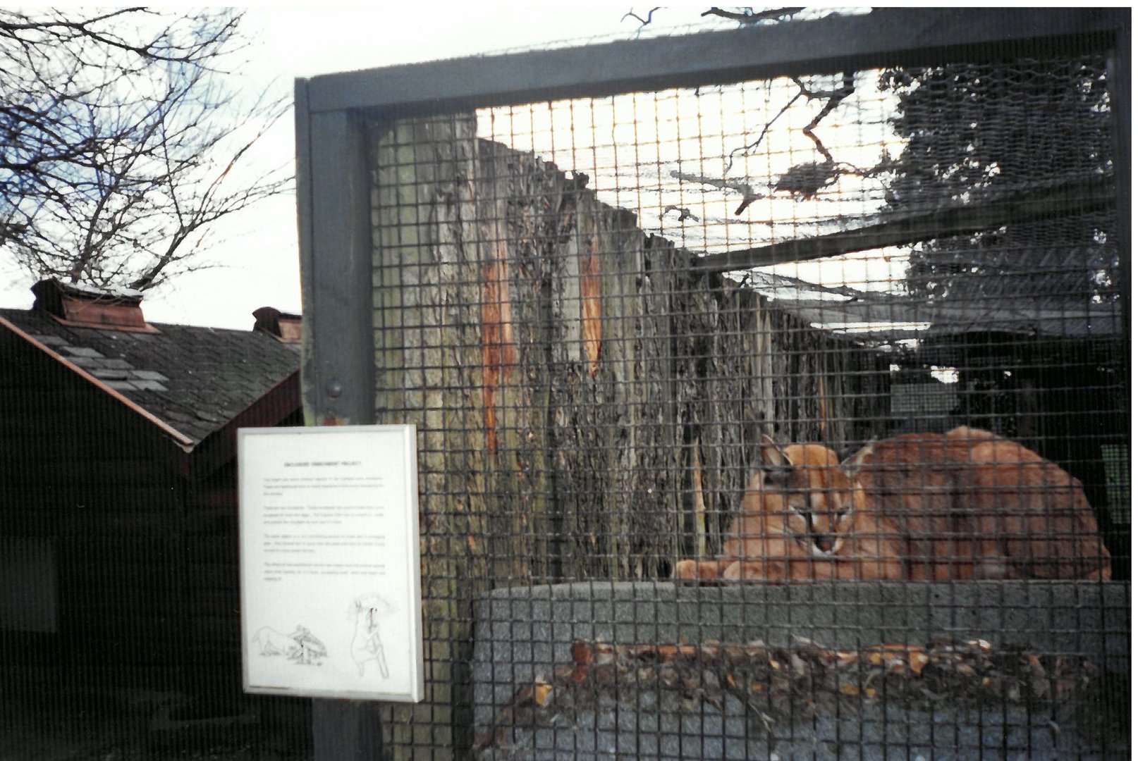 Caracal - scanned photo 1990's