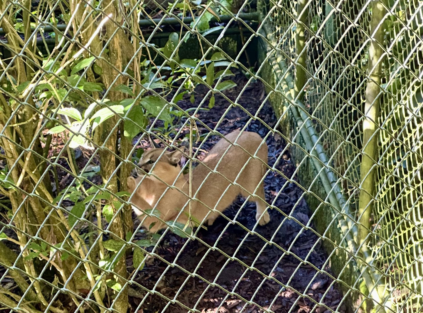 Caracal (Scratching Tree)