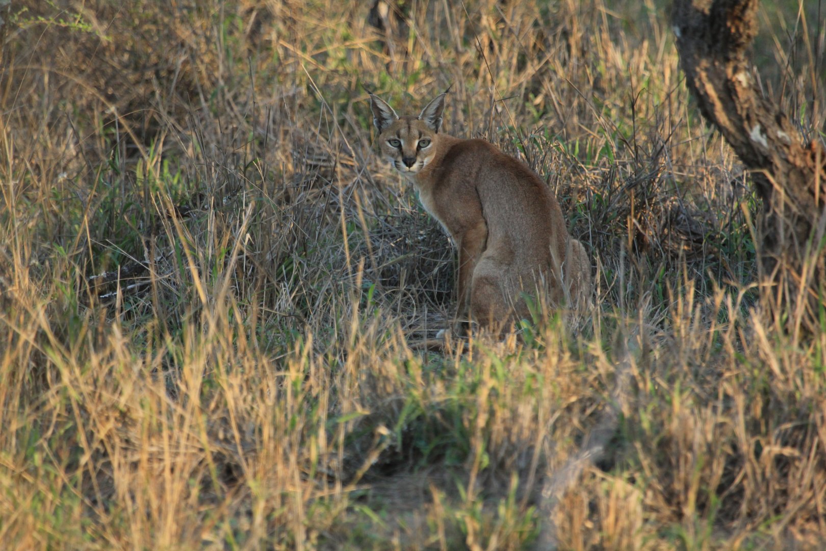 Caracal (September 2012)