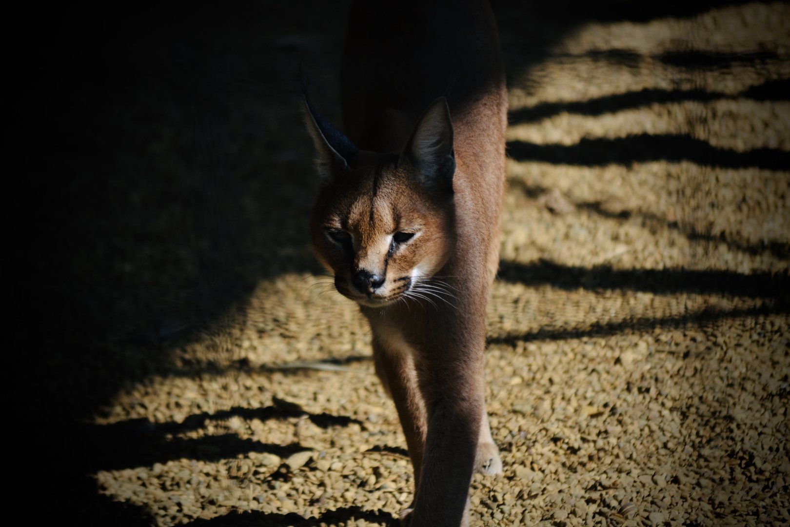 Caracal - September 2020