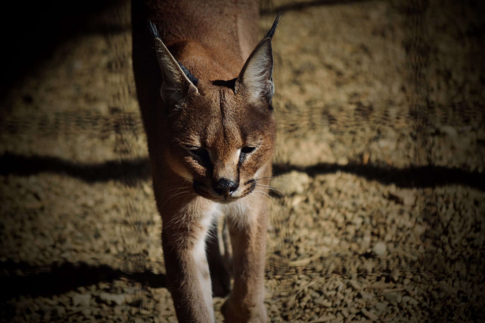 Caracal - September 2020