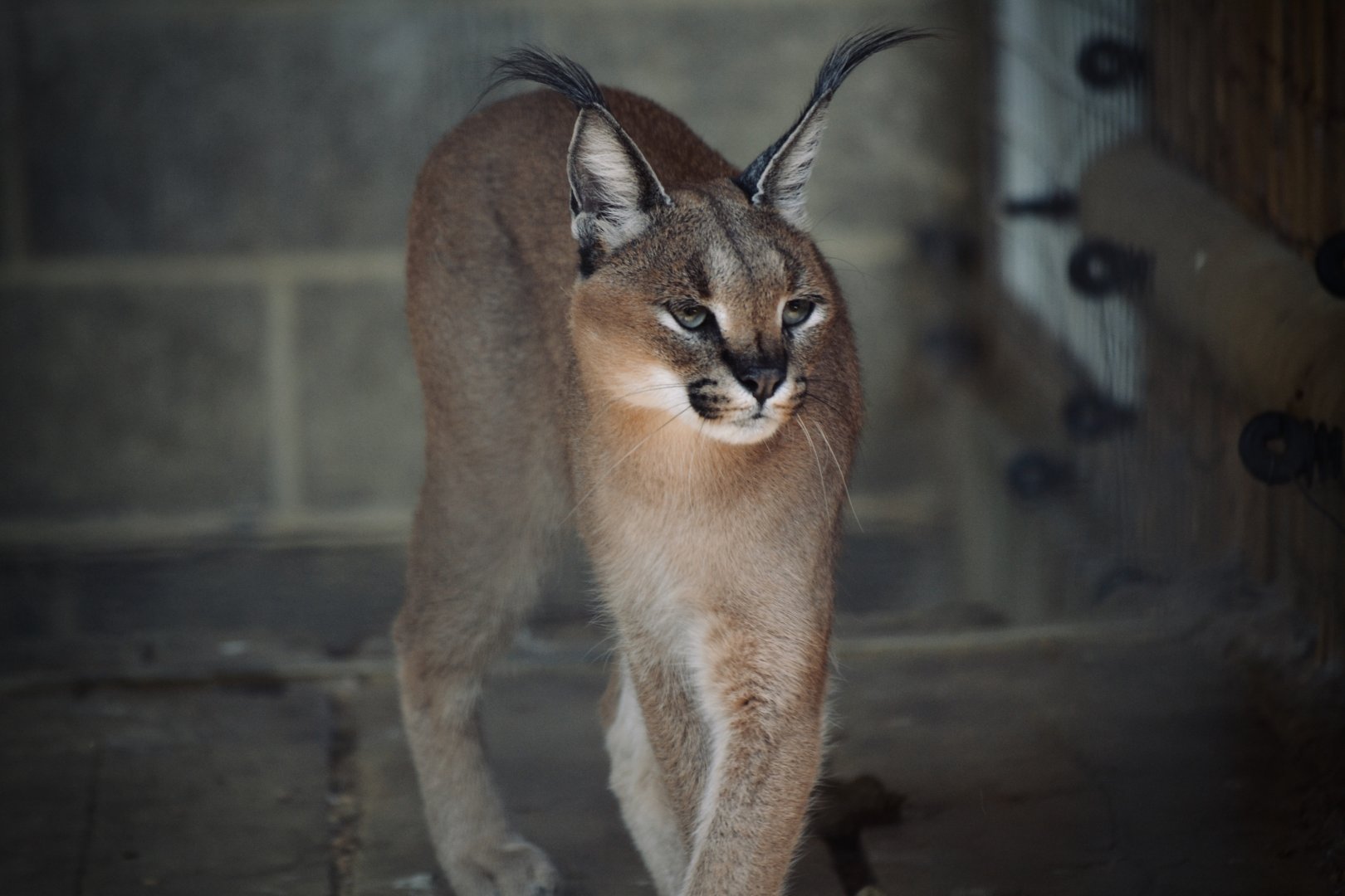 Caracal - September 2020