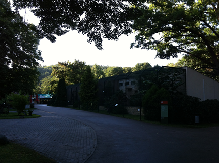 Caracal, Serval, Persian Leopard