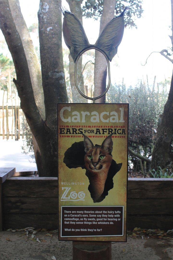 Caracal signage