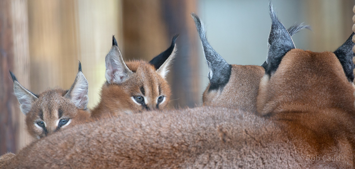 Caracal (Southern caracal) : Hamerton : 29 Sep 2019
