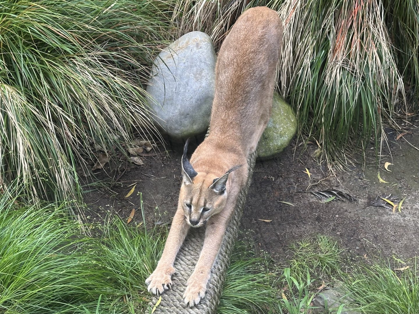 Caracal (Stretching)