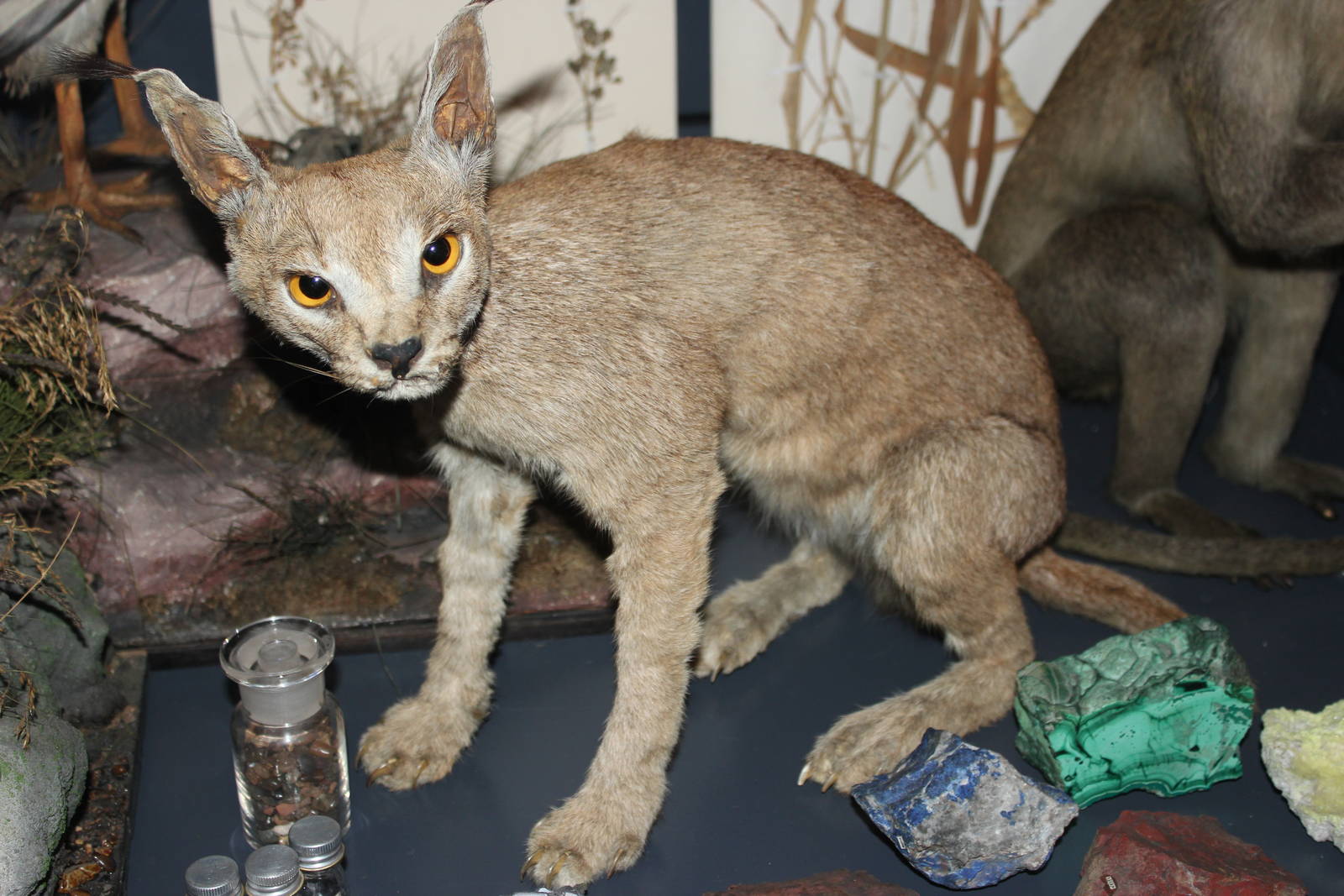 Caracal (Taxidermy)