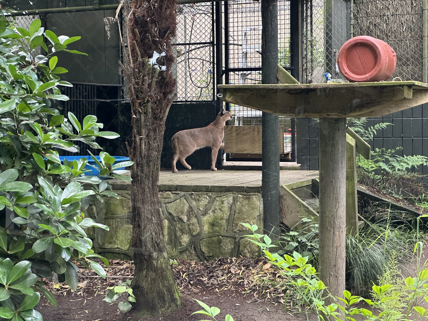 Caracal (Watching Keeper)