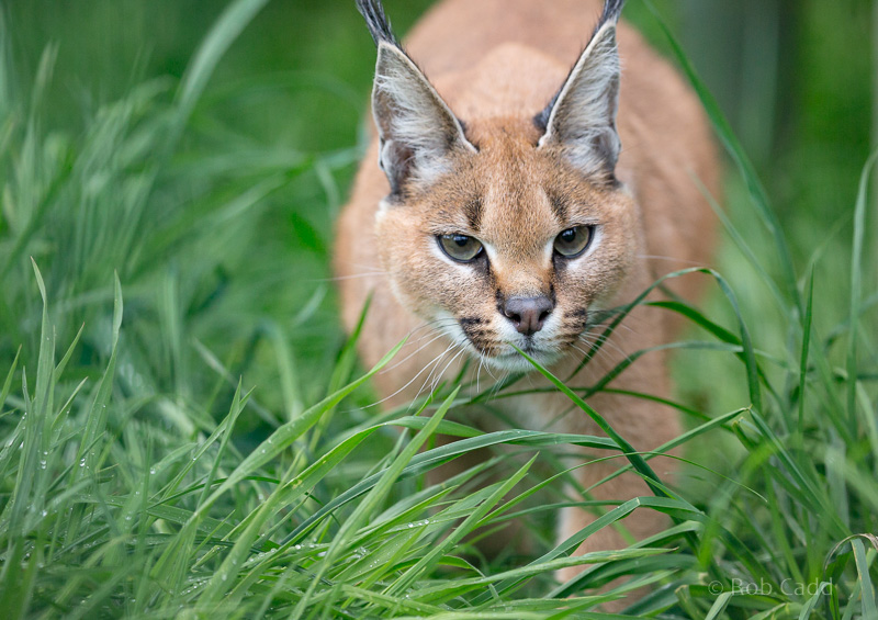 Caracal : WHF Big Cat Sanctuary : 04 May 2017