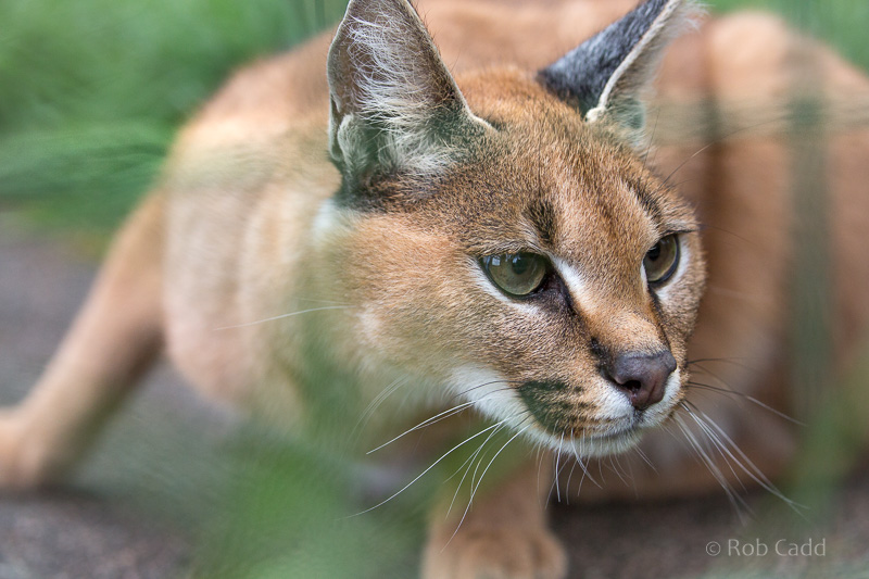 Caracal : WHF Big Cat Sanctuary : 04 May 2017