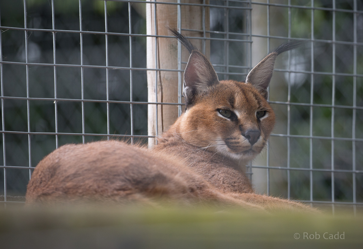 Caracal : Wingham : 06 May 2017