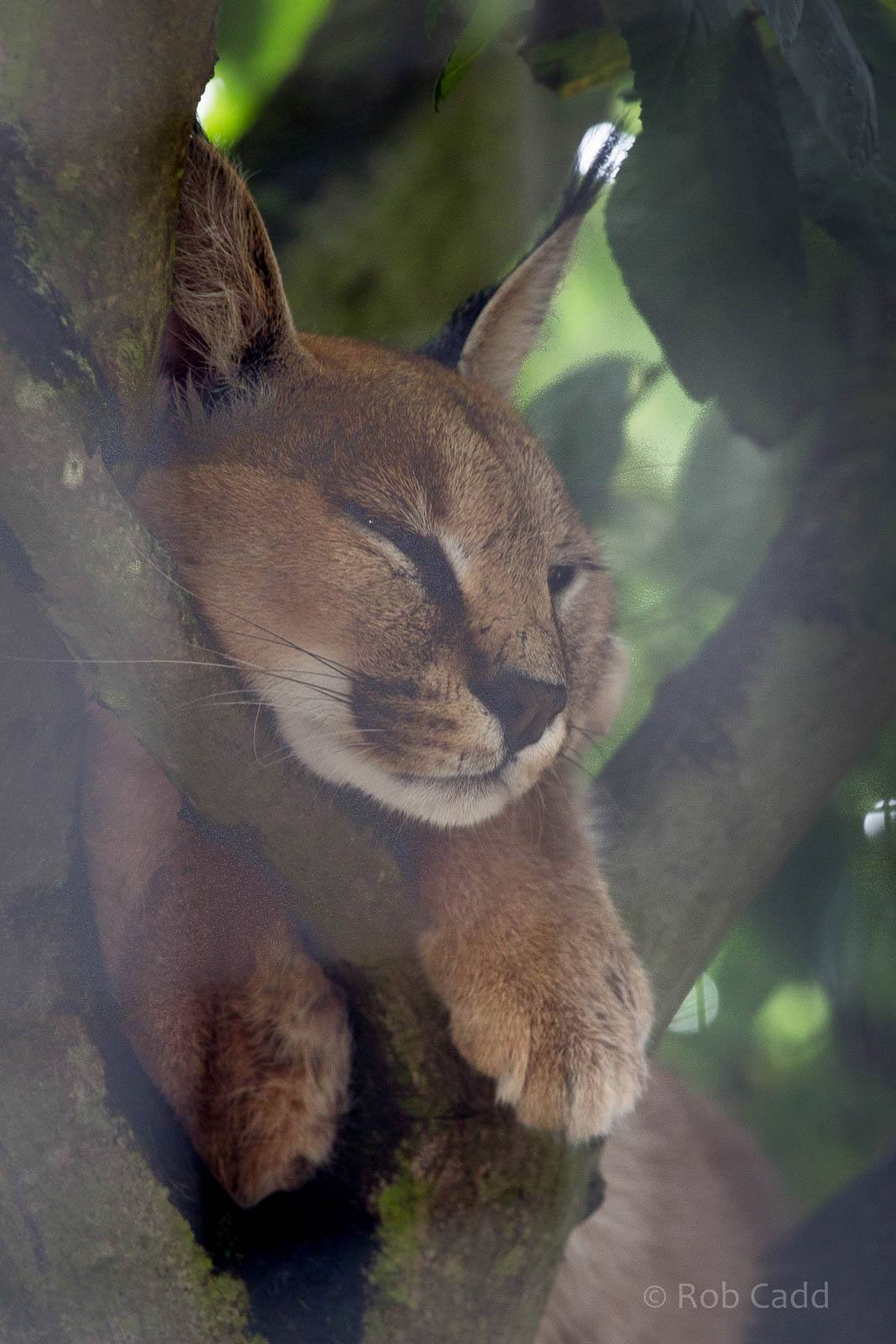 Caracal : Wingham : 13 Oct 2014