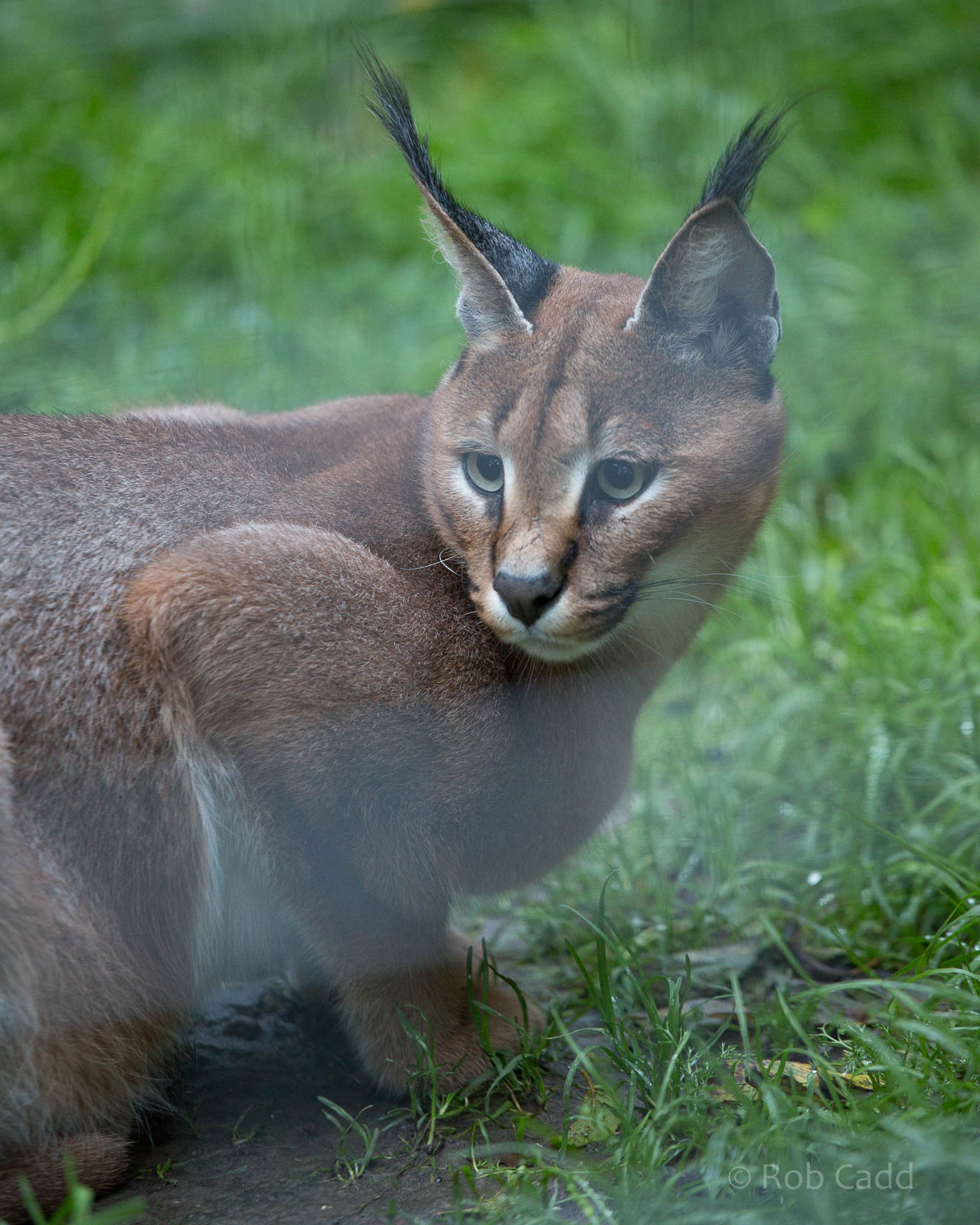 Caracal : Wingham : 13 Oct 2014