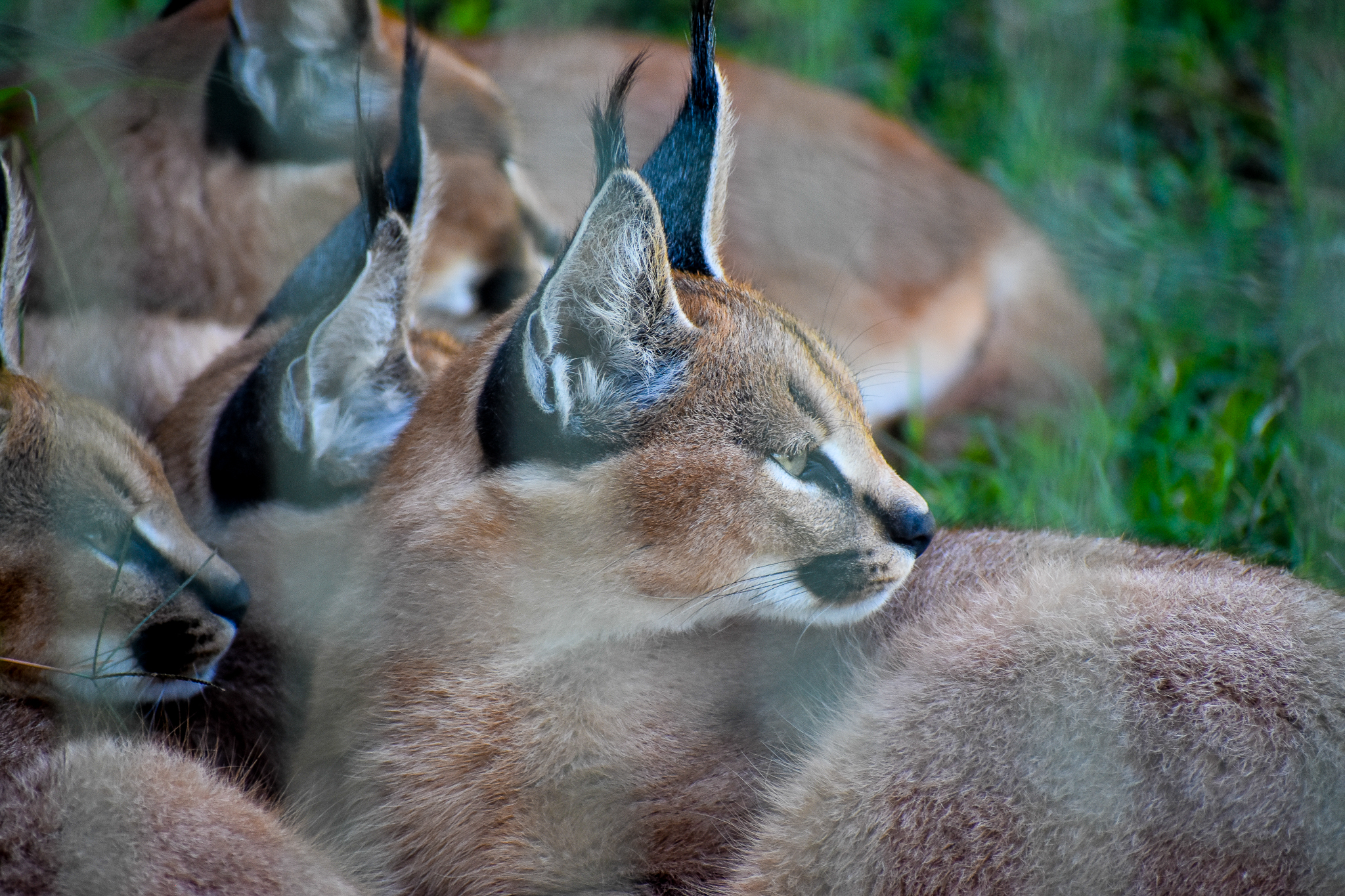 Caracal with kittens