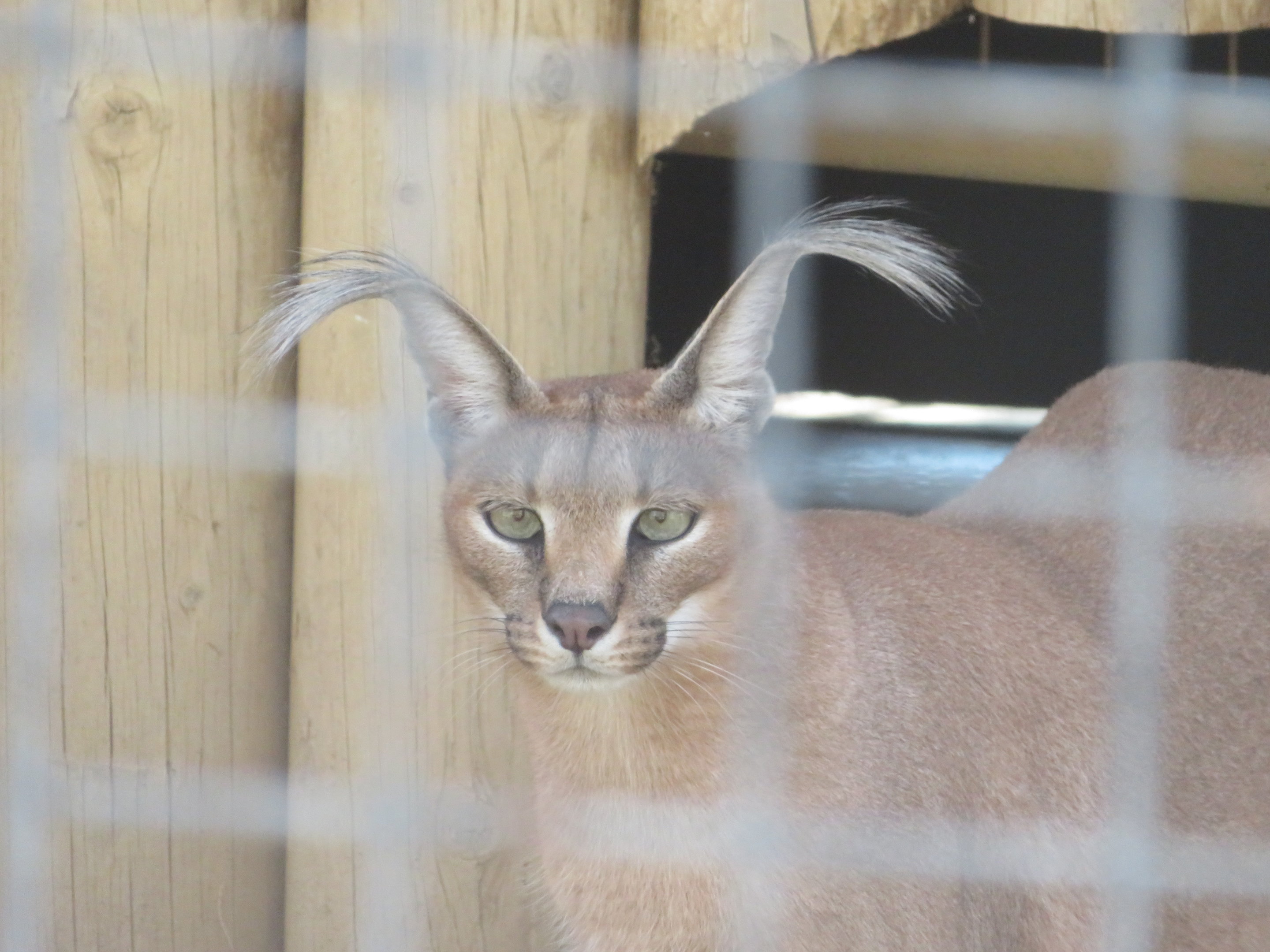 Caracal (with magnificent ear tufts!)