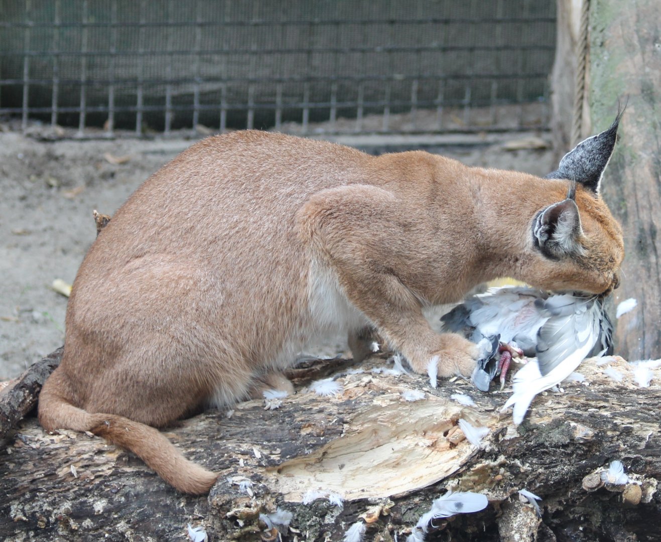 Caracal with prey