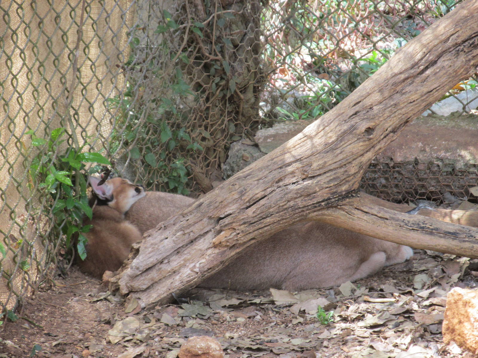 Caracal zoologico nacional