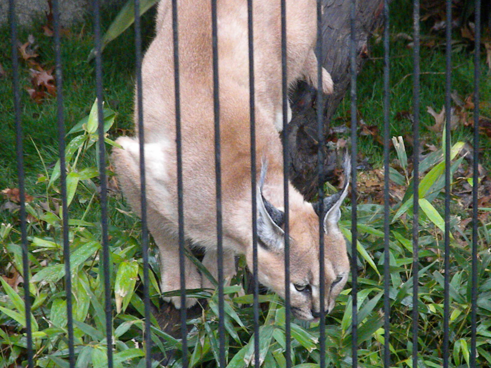 Caracal