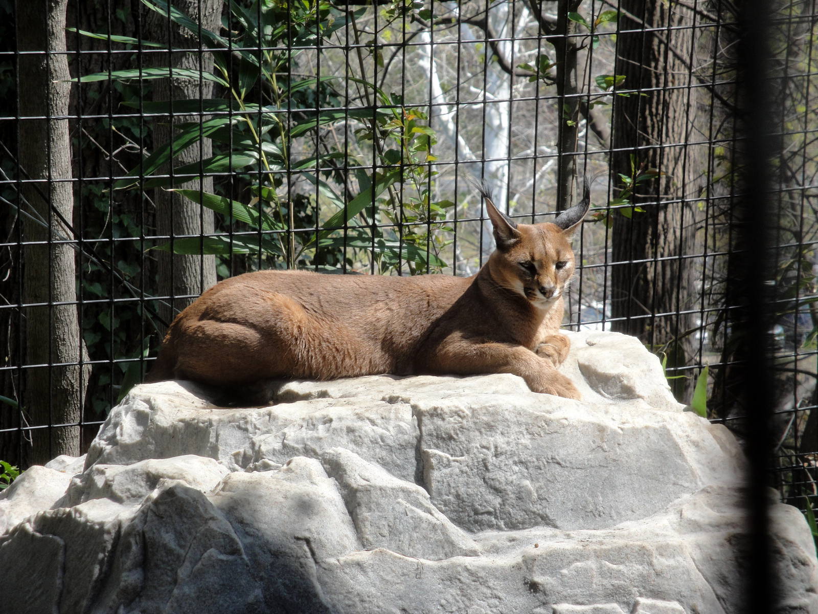 Caracal