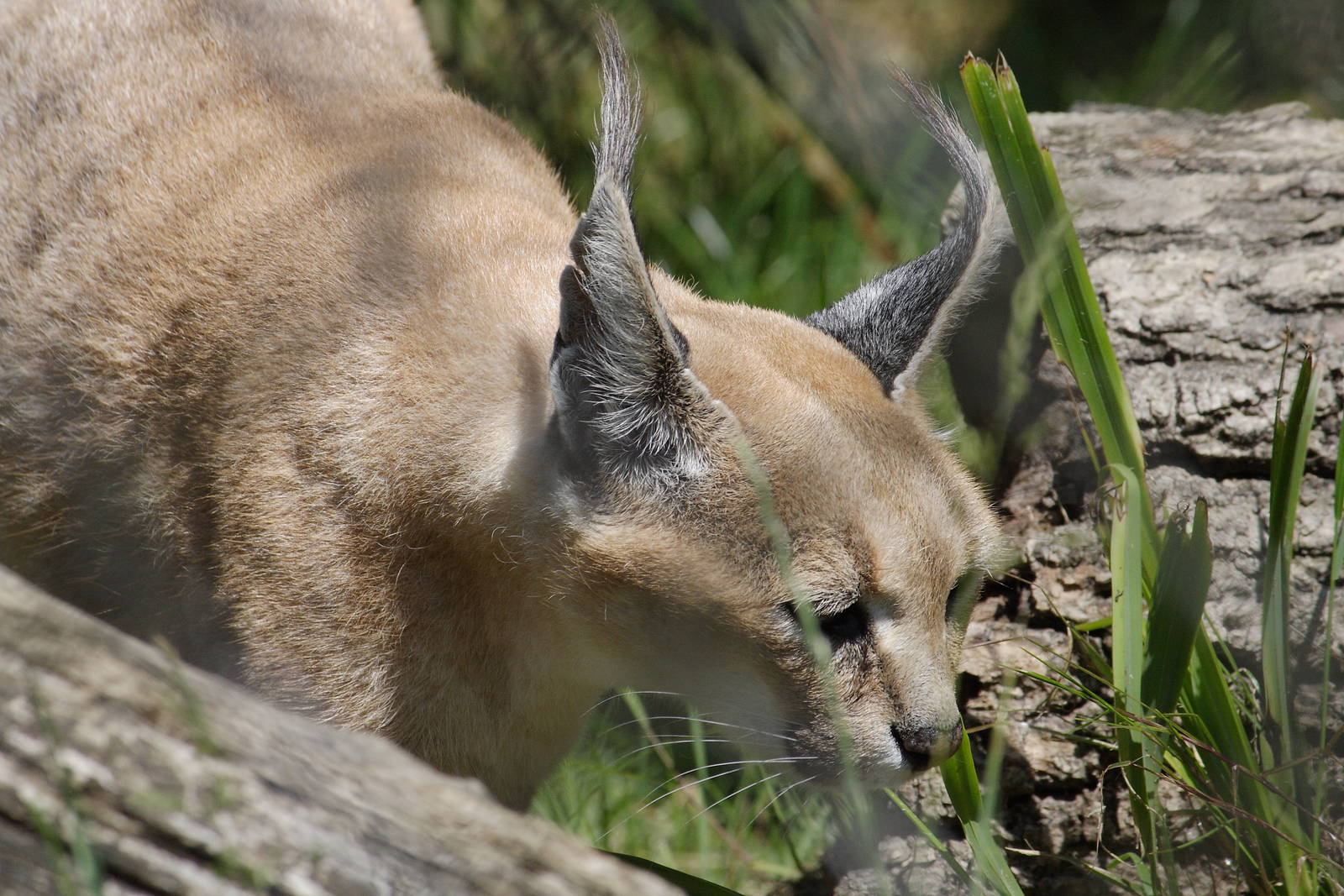 Caracal