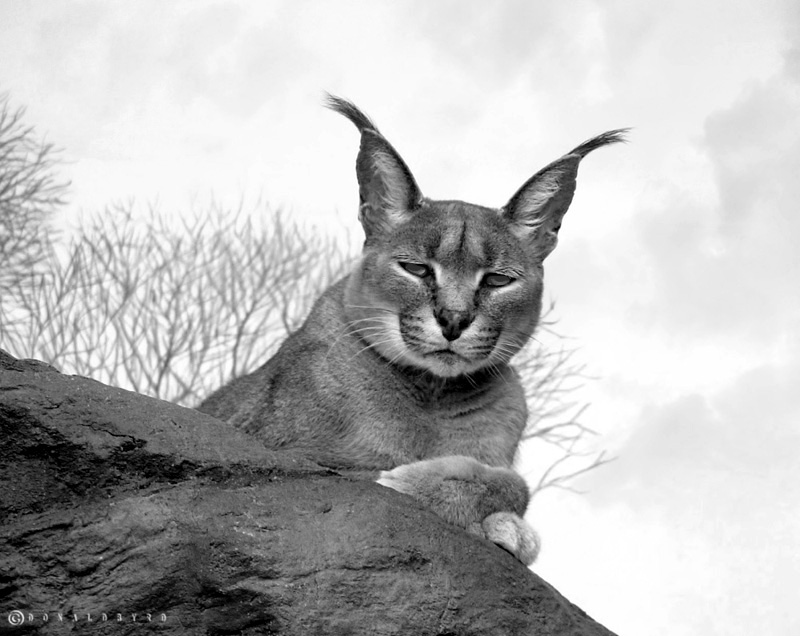 Caracal