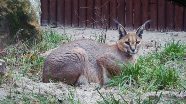 Caracal