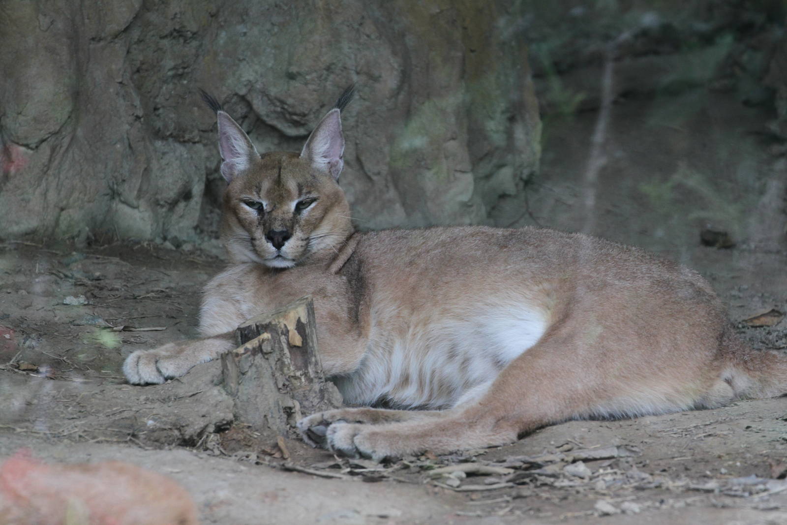 Caracal