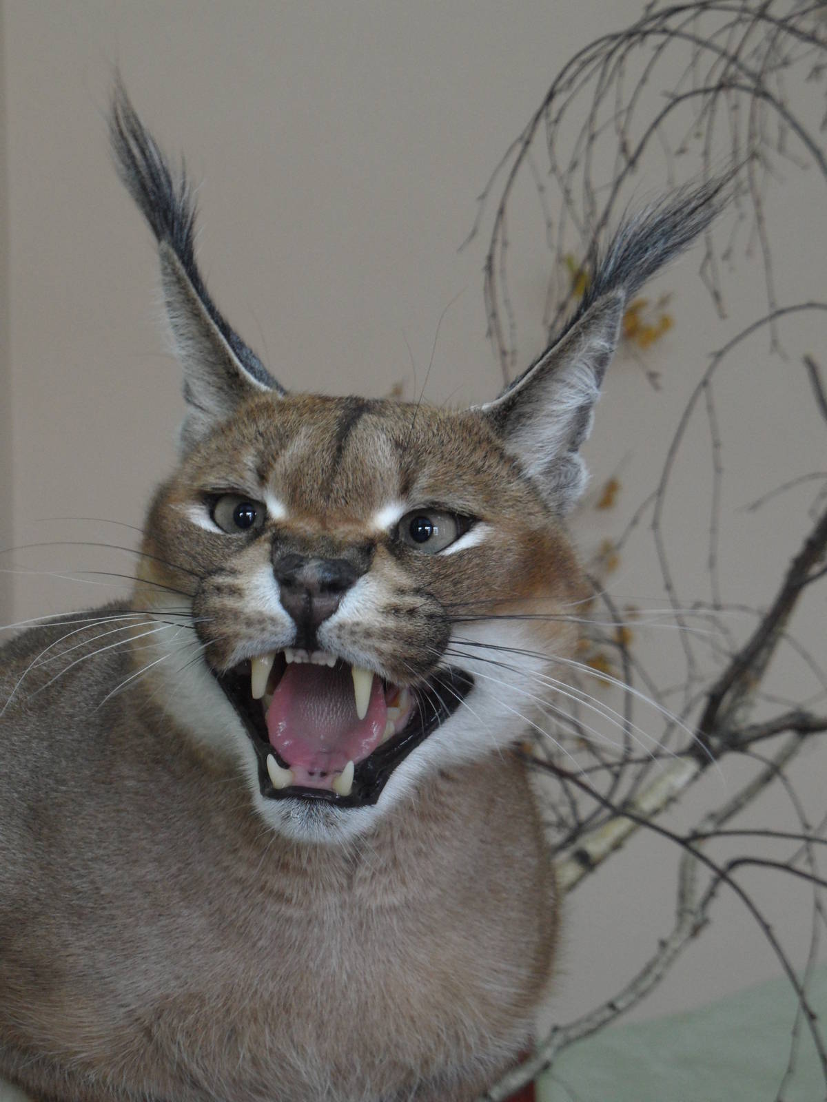 Caracal