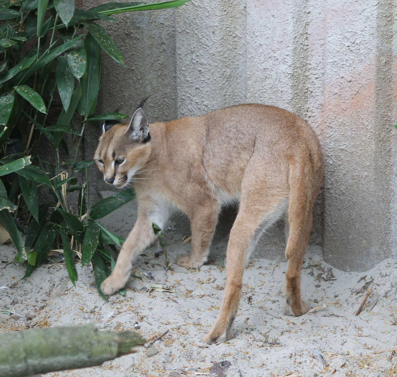 Caracal
