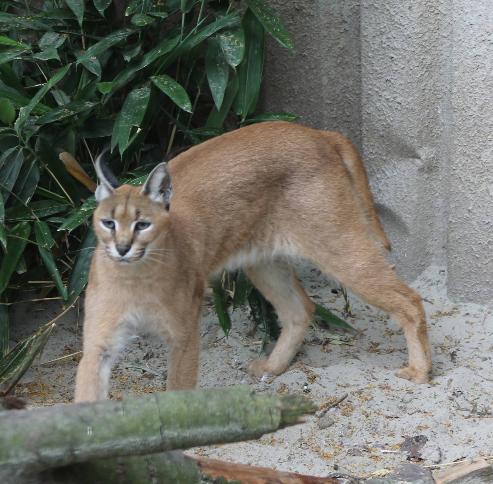 Caracal