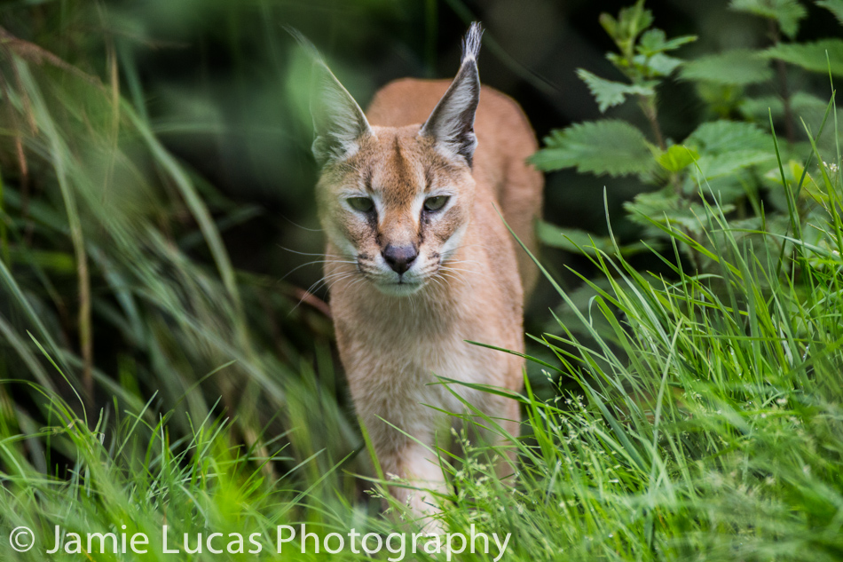 Caracal