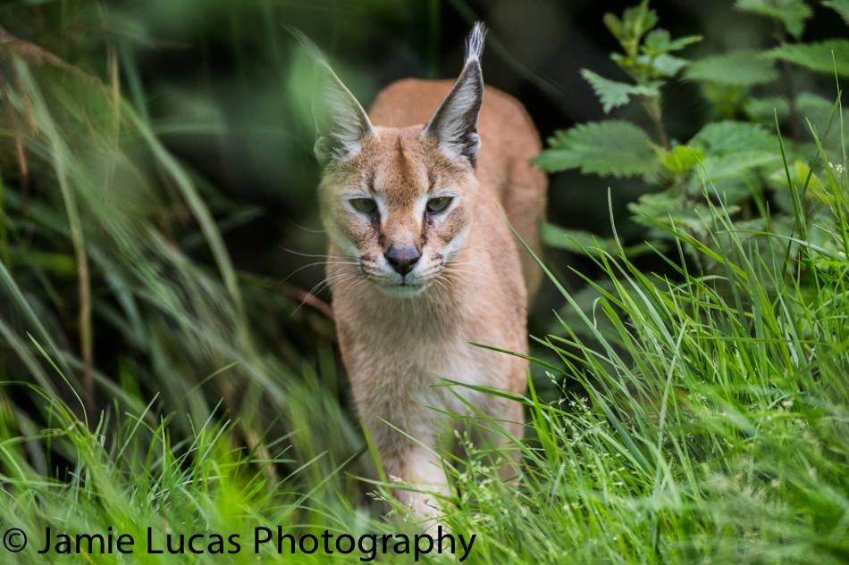Caracal