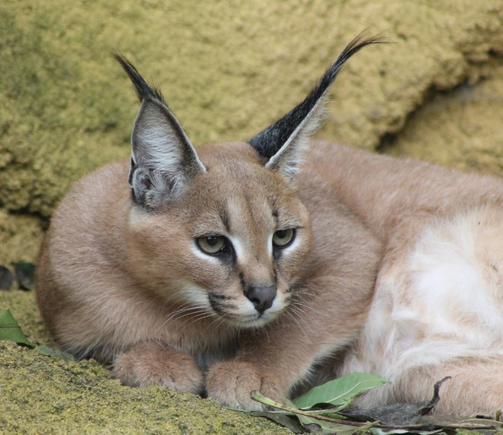 Caracal