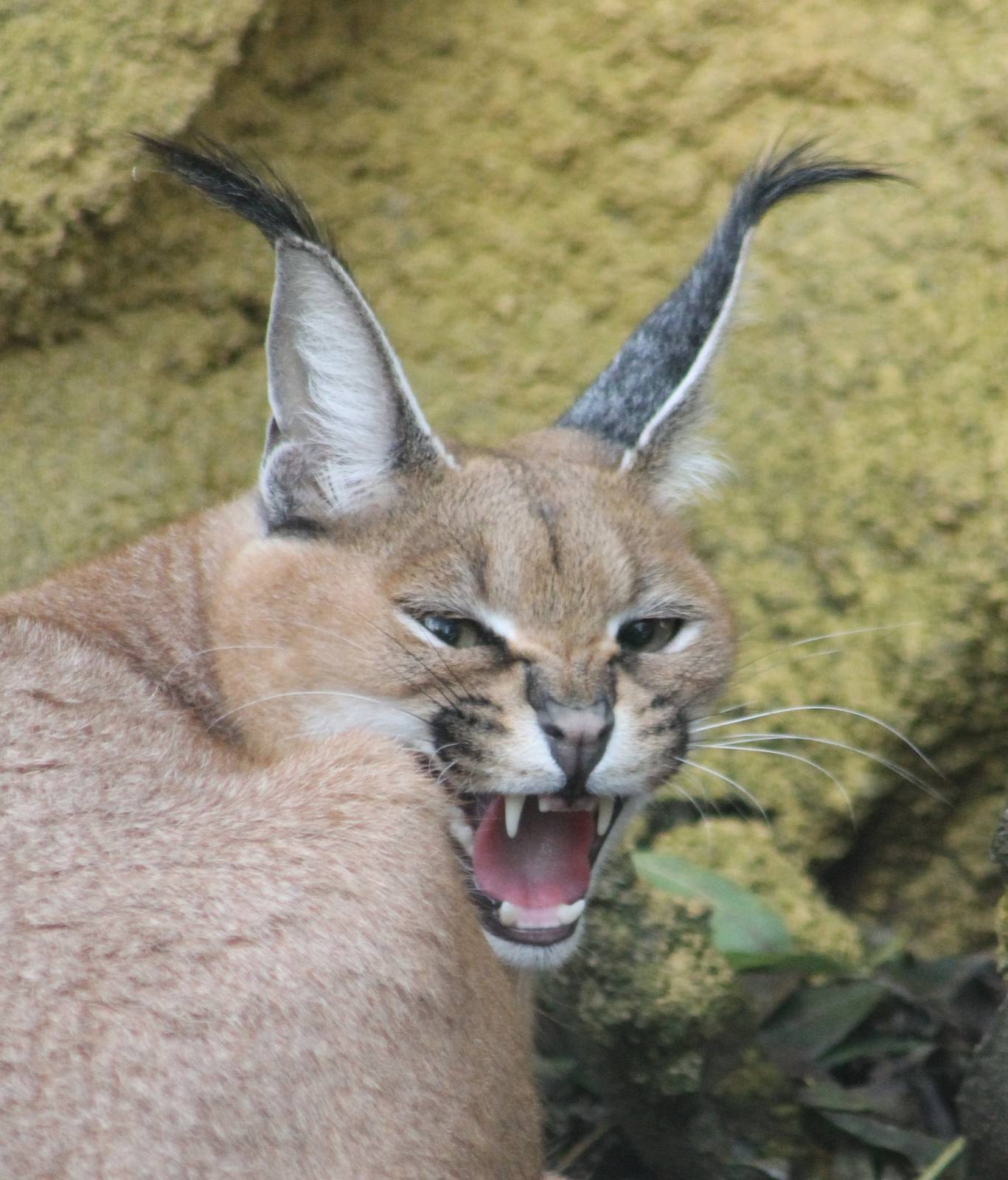 Caracal