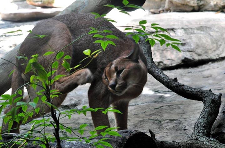 Caracal