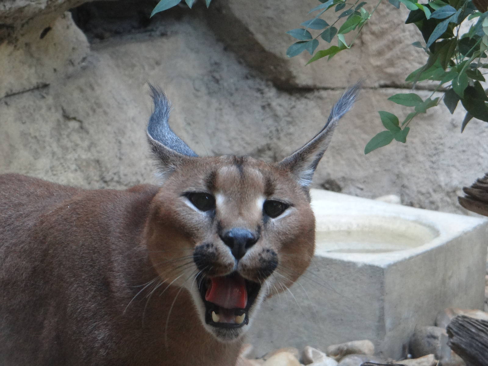 Caracal