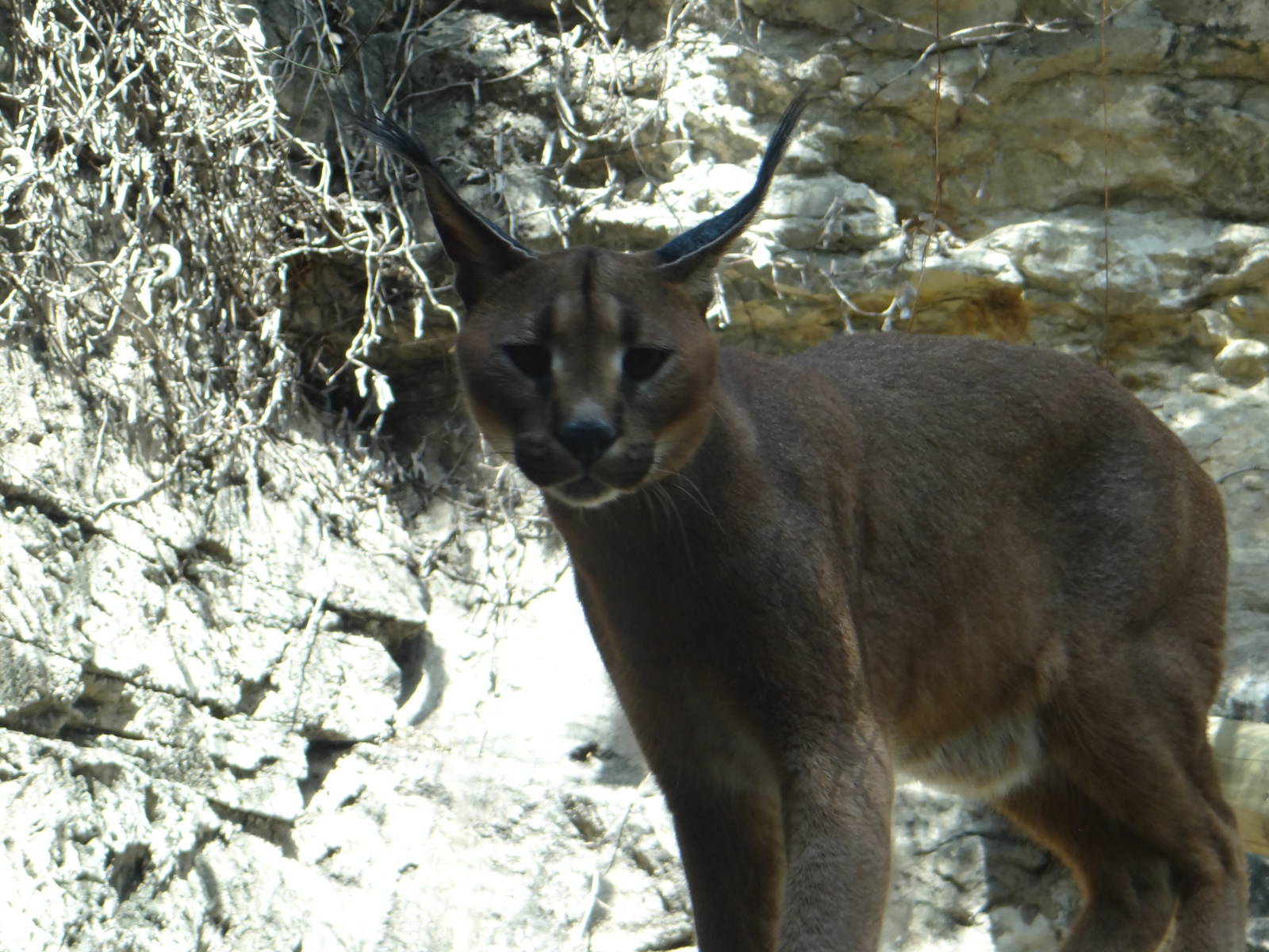 Caracal