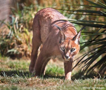 caracal