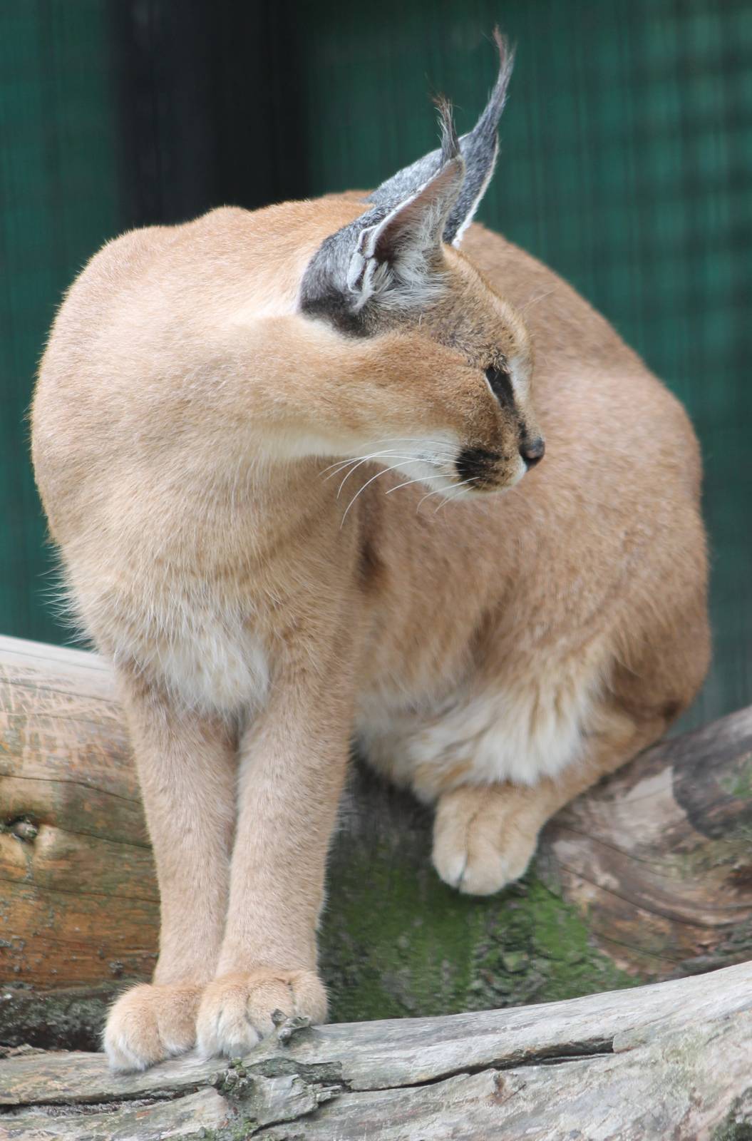 Caracal