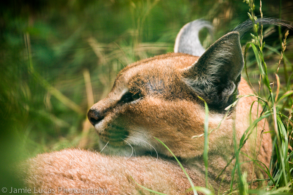 Caracal